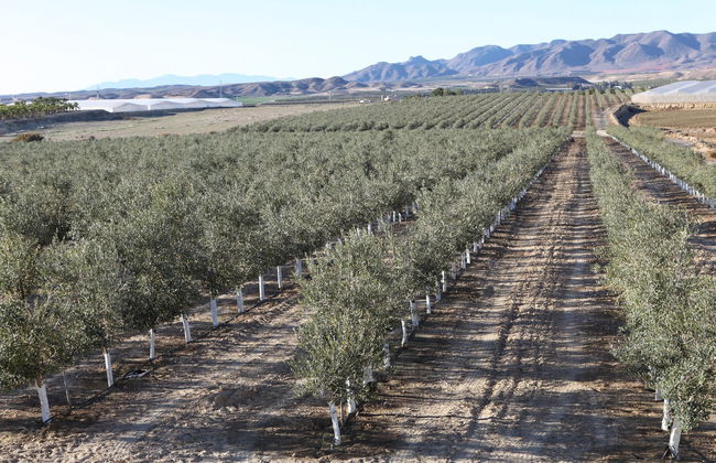 Visita a la finca Oleo Almanzora con degustación de aceite - Foto 3