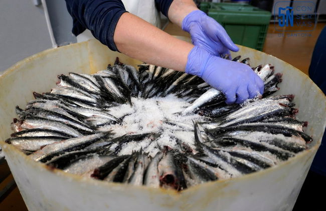Visite d'une usine d'anchois avec dégustation - Photo 8