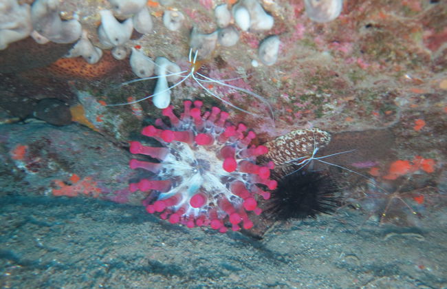 Immersione per principianti a Denia - Foto 5