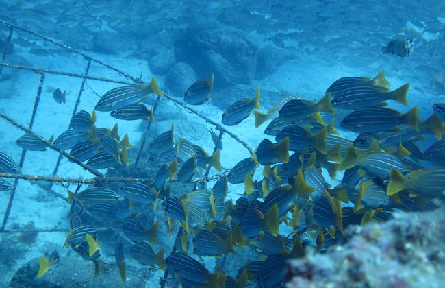 Immersione per principianti a Denia - Foto 6