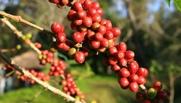 Flowers Route Tour: Colonial Towns, Handicraft and Coffee Plantation - Photo 2