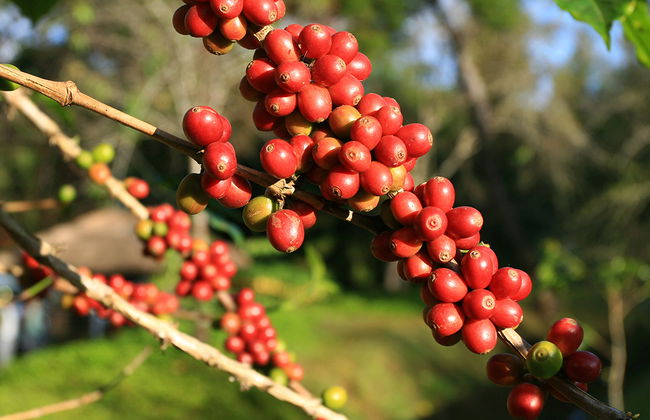 Flowers Route Tour: Colonial Towns, Handicraft and Coffee Plantation - Photo 2