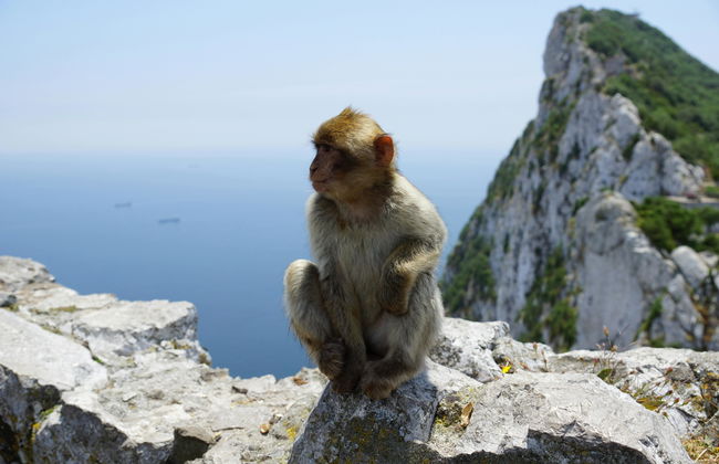 Visit Gibraltar from Fuengirola - Photo 3