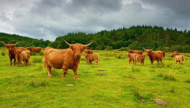 Private Tagestour durch die schottischen Highlands und Oban mit einem schottischen Einheimischen