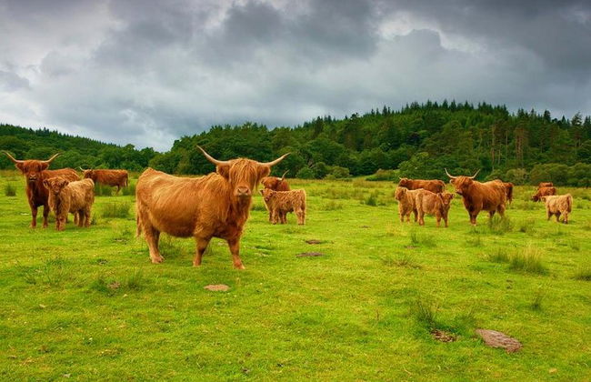 Private Tagestour durch die schottischen Highlands und Oban mit einem schottischen Einheimischen - Foto 3