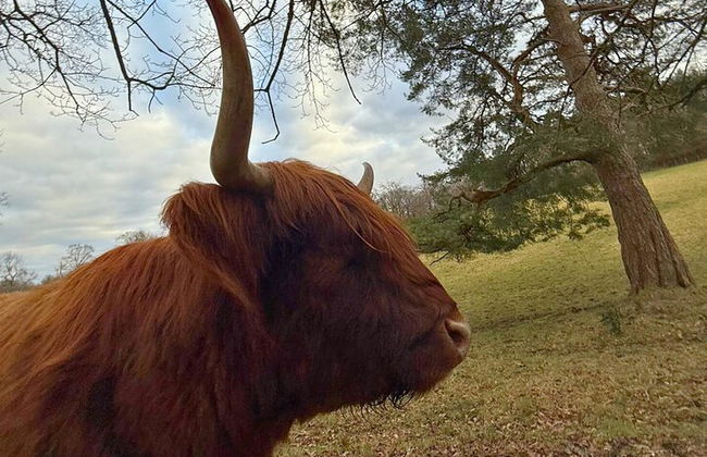 Excursión privada a Glencoe y Castillos desde Glasgow - Foto 26