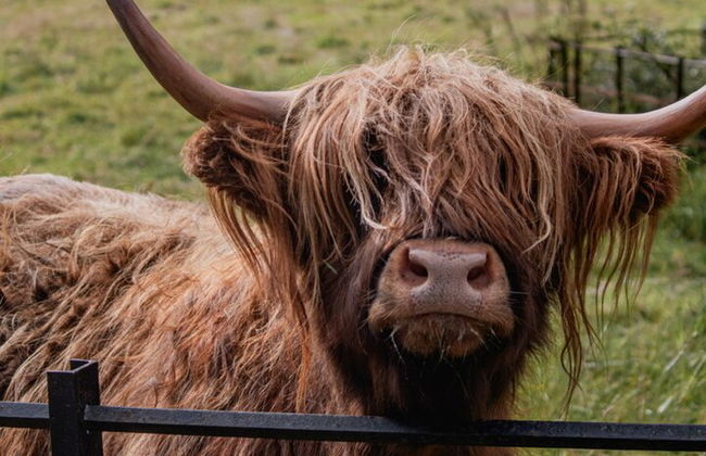 Excursión privada a Glencoe y Castillos desde Glasgow - Foto 6