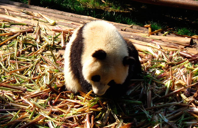 Full Day Chengdu Panda Breeding Center and Leshan Grand Buddha - Private - Photo 6