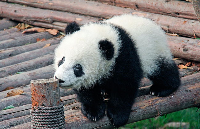 Full Day Chengdu Panda Breeding Center and Leshan Grand Buddha - Private - Photo 3