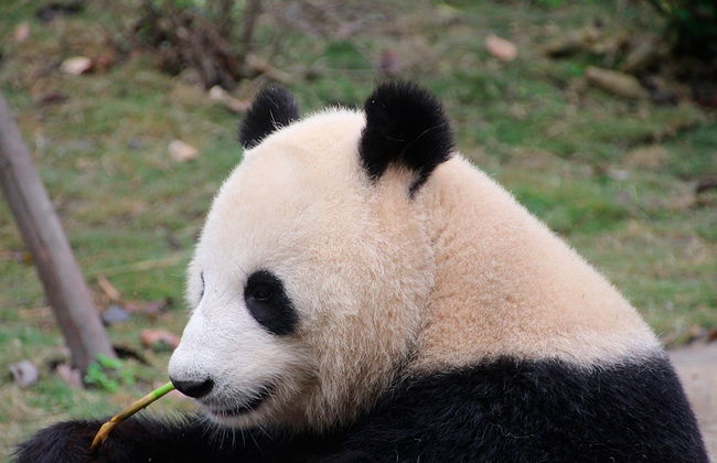 Full Day Chengdu Panda Breeding Center and Leshan Grand Buddha - Private - Photo 2