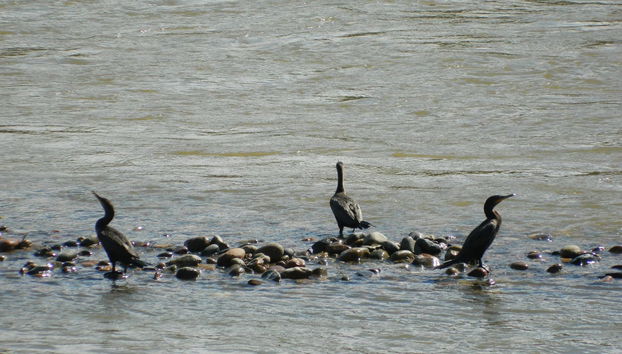 Magdalena River Cruise - Photo 3