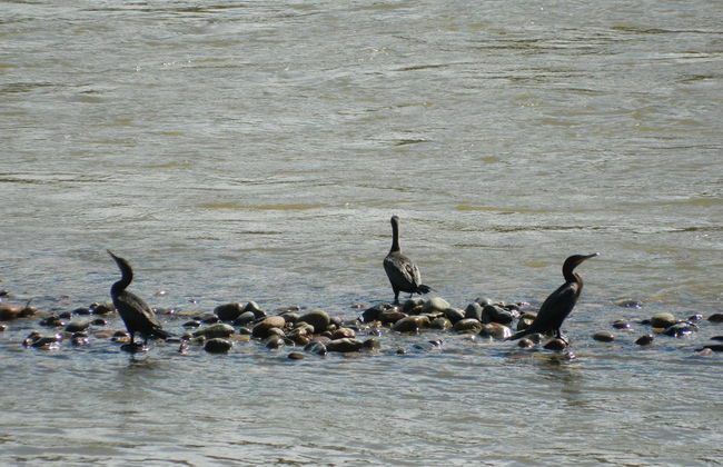 Magdalena River Cruise - Photo 3