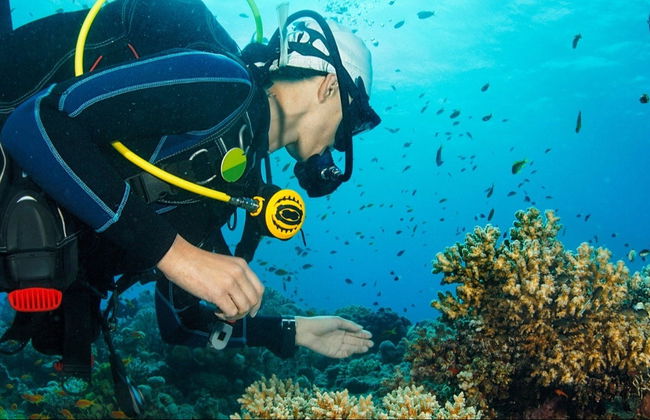 Buceo en Jasab - Foto 6