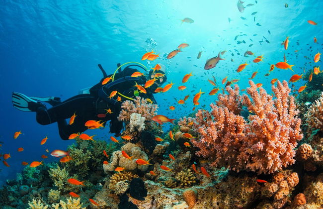 Buceo en Jasab - Foto 2