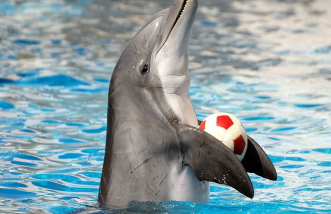 Dolphine show - Photo 2