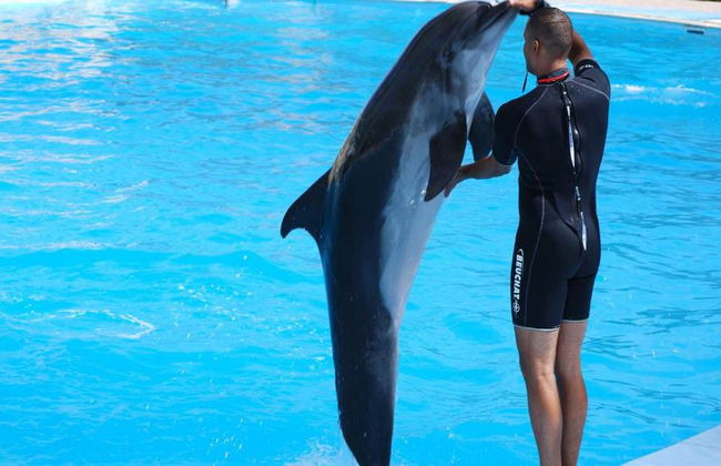 Dolphine show - Photo 4