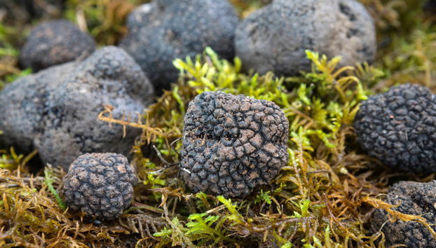 Tour de la trufa por Cadenet - Foto 3