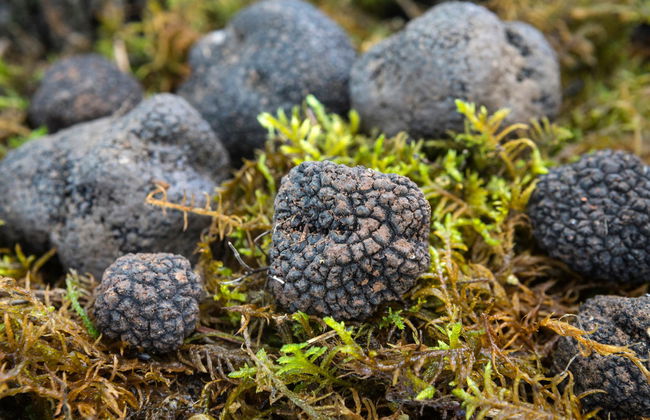 Tour de la trufa por Cadenet - Foto 3