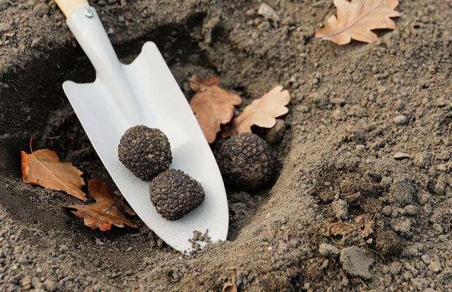 Tour de la trufa por Cadenet - Foto 7