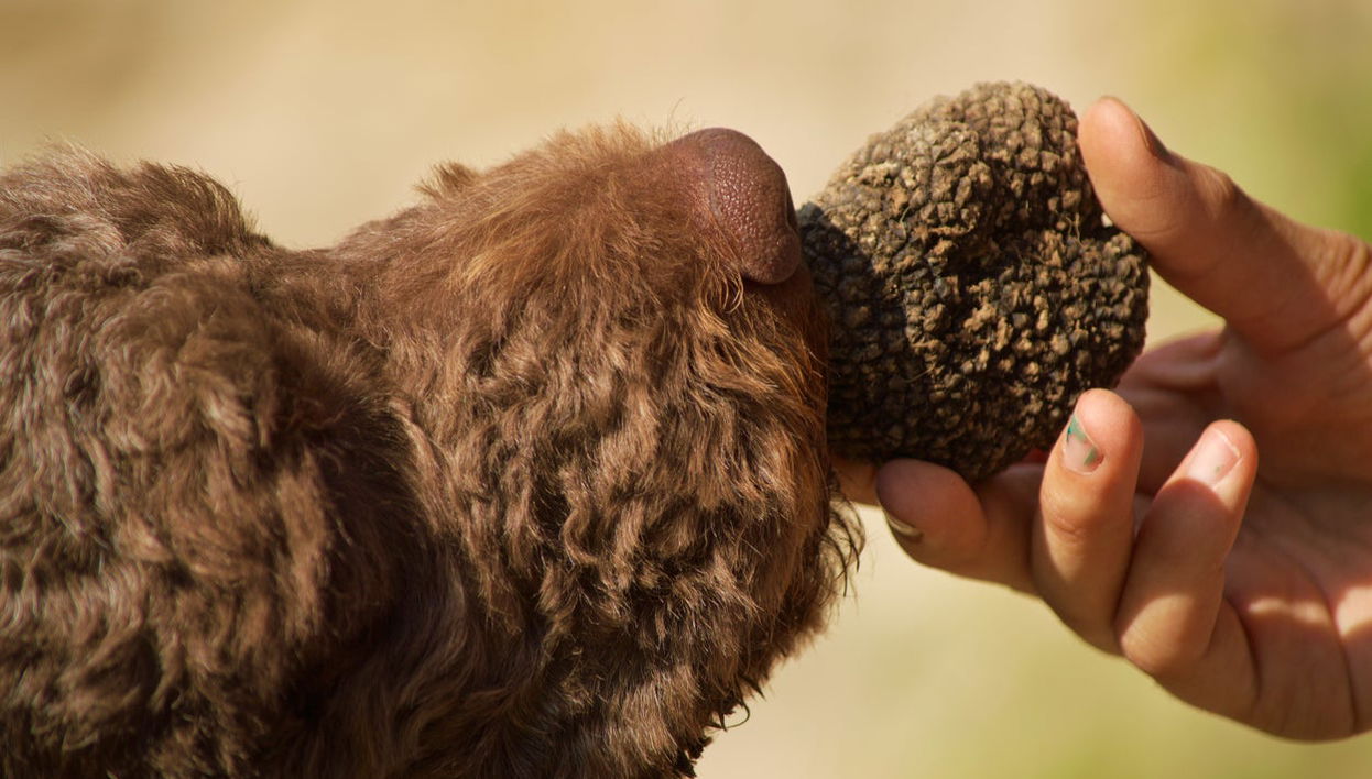 Tour de la trufa por Cadenet - Foto 1