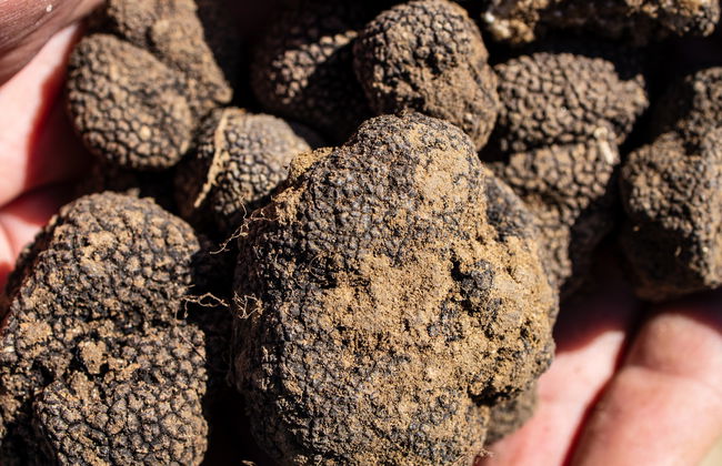 Truffle Hunting Tour - Photo 2