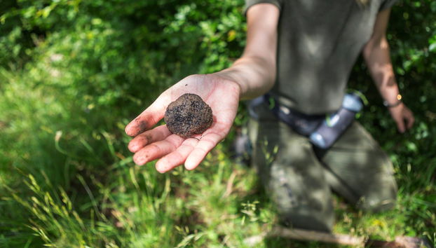 Tour de la trufa por Cadenet - Foto 4