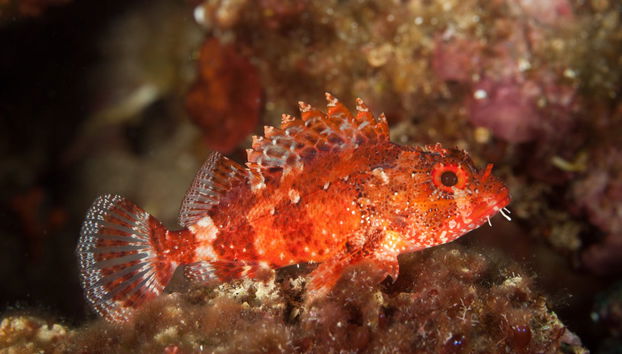 Snorkelling in Funchal - Photo 2