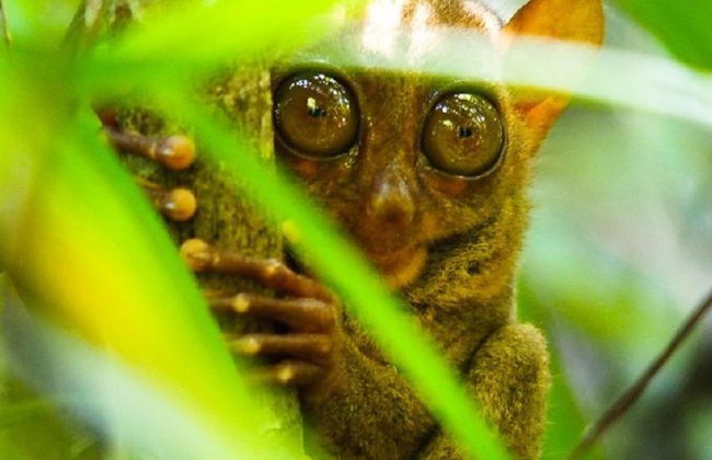 Discover the Countryside of Bohol - Private Tour - Photo 2