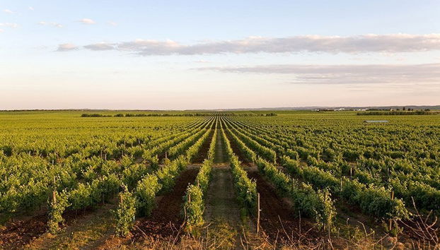 Évora and Alentejo Wine Region Day Trip - Foto 3