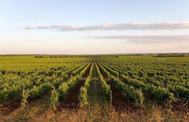 Excursión a Évora y sus bodegas - Foto 3