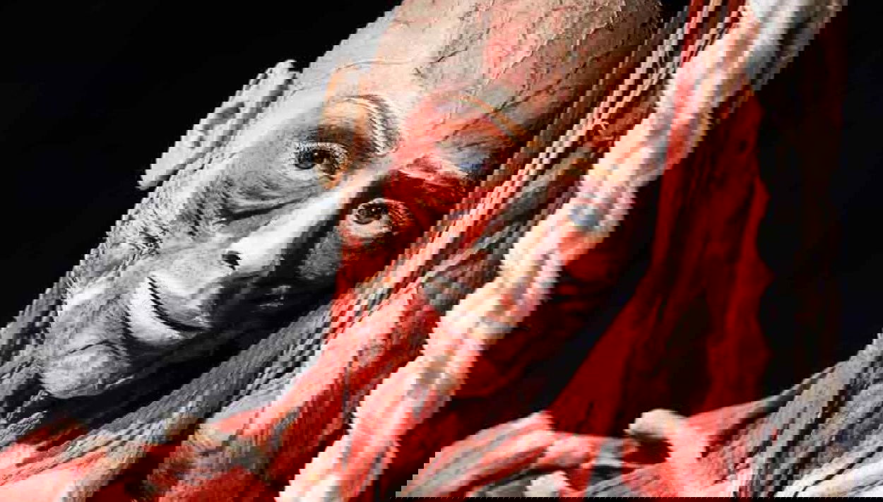 Biglietti per Body Worlds - Foto 1