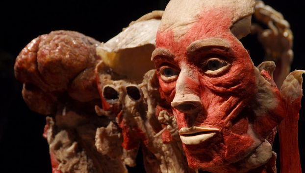Biglietti per Body Worlds - Foto 4