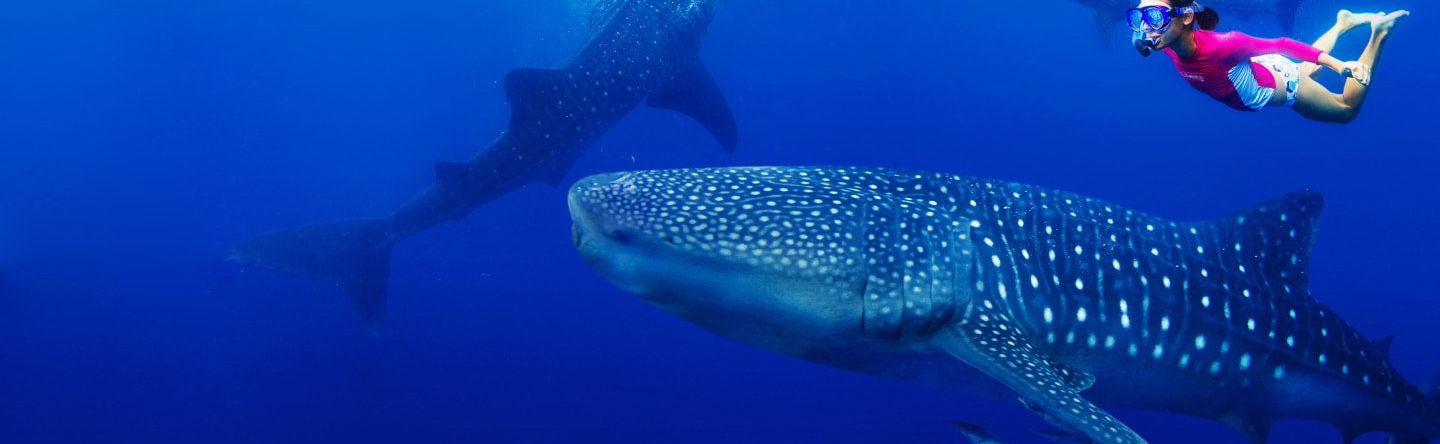 Swimming with Whale Sharks Tour - Foto 1