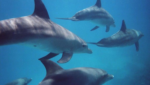 Swim with Dolphins in Hurghada - Photo 2