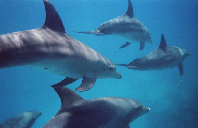 Nage avec des dauphins à Hurghada - Photo 2