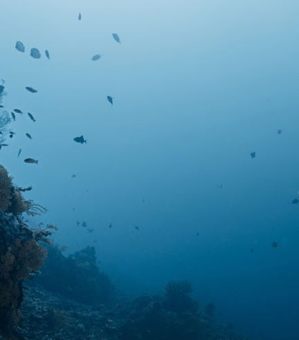Foto de Buceo en Bali