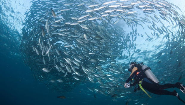 Mergulho em Bali - Foto 3