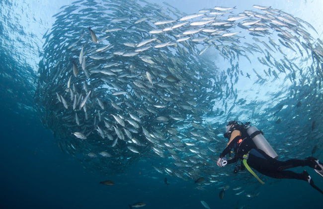 Plongée à Bali en petit groupe - Photo 3