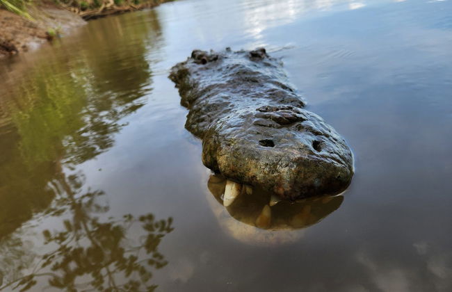 Safari de crocodiles dans la jungle tropicale - Photo 6
