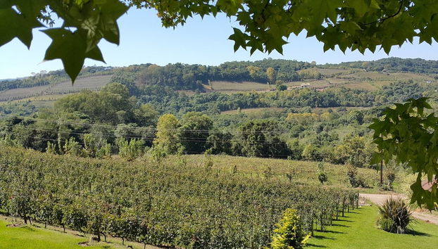 Escursione a Vale dos Vinhedos - Foto 5
