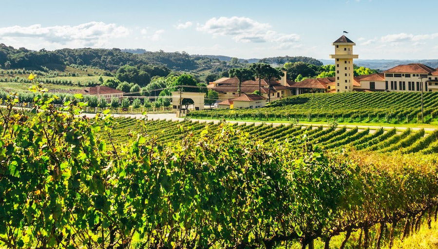 Excursão ao Vale dos Vinhedos em Bento Gonçalves