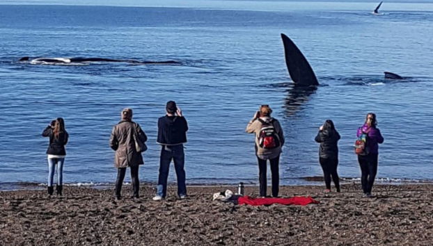 Avvistamento di balene a El Doradillo - Foto 4