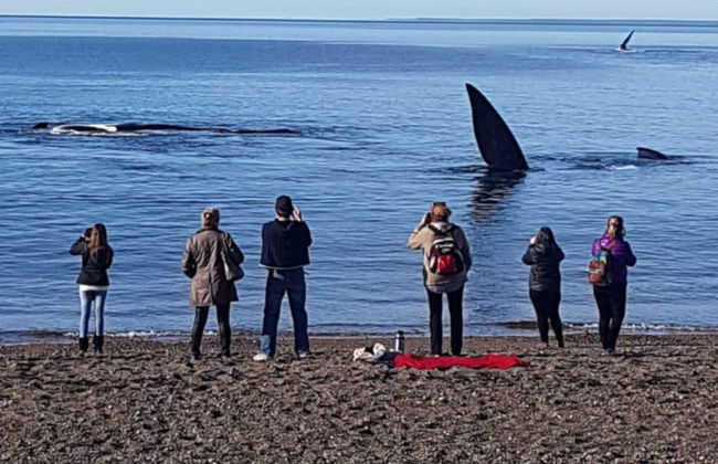 Observation de baleines à El Doradillo - Photo 4