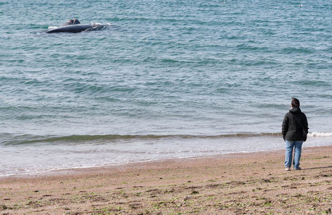 Observation de baleines à El Doradillo - Photo 1