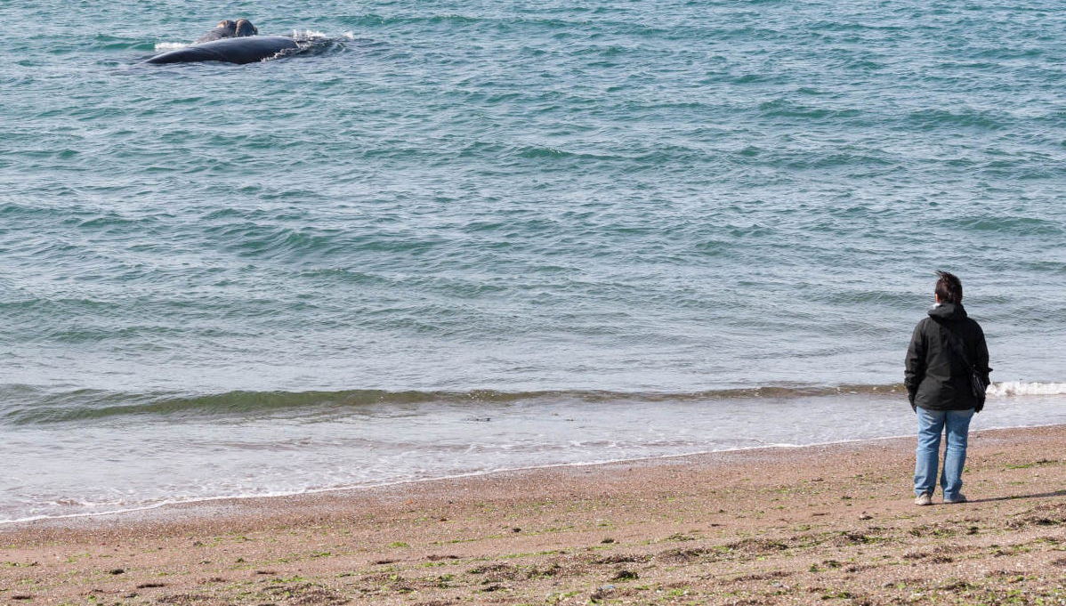Avvistamento di balene a El Doradillo - Foto 1