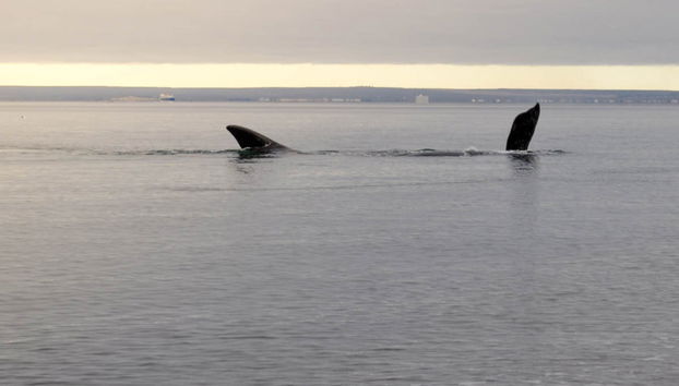Avvistamento di balene a El Doradillo - Foto 2