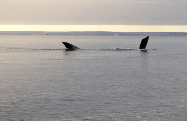 Observation de baleines à El Doradillo - Photo 2
