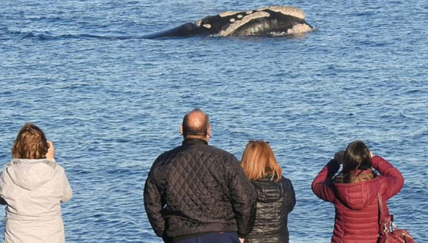 Avvistamento di balene a El Doradillo - Foto 3