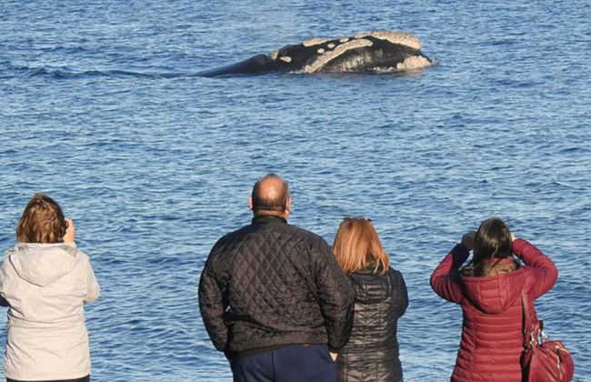 Observation de baleines à El Doradillo - Photo 3