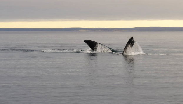 Avvistamento di balene a El Doradillo - Foto 5